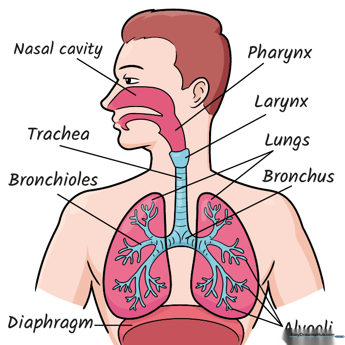 Final colored version of the respiratory system diagram, ready for study.