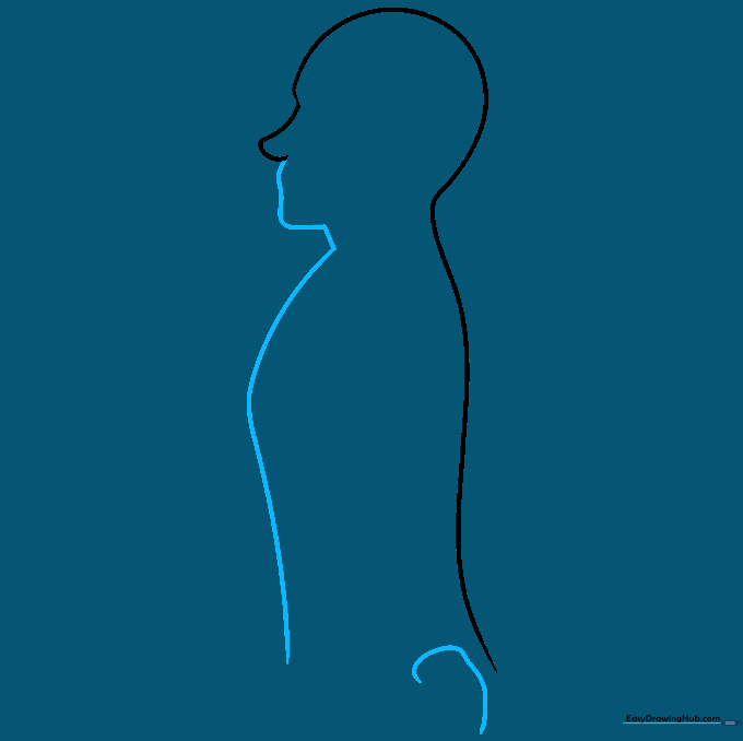 Drawing the front facial profile and the initial sacrum bone shape at the base of the spine.