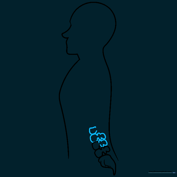 Continuing to draw the irregular, stacked shapes of the lumbar vertebrae.