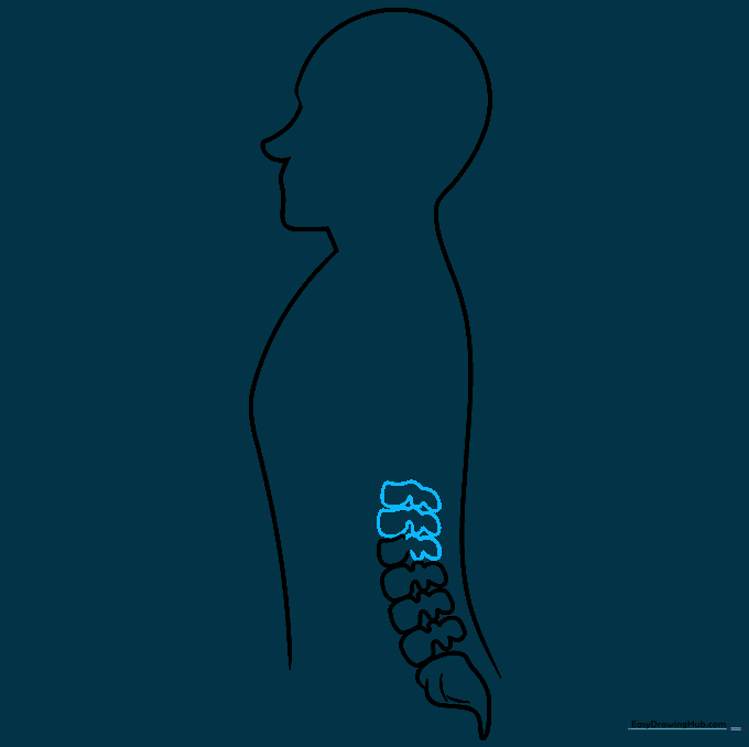 Drawing the final set of lower lumbar vertebrae to complete the base section.