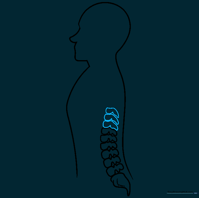 Adding the thoracic vertebrae to the middle section of the spine.