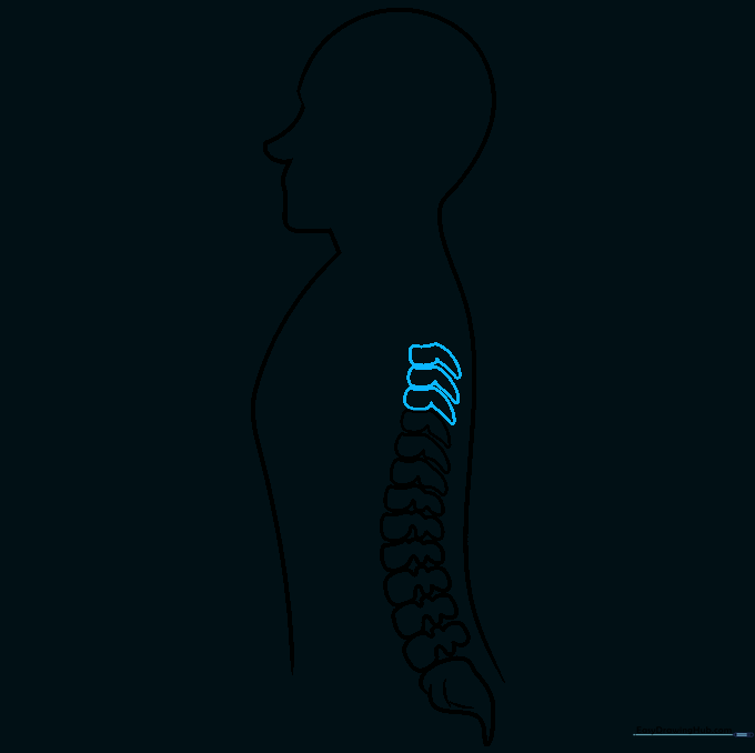 Adding more thoracic vertebrae to continue the spinal column upward.