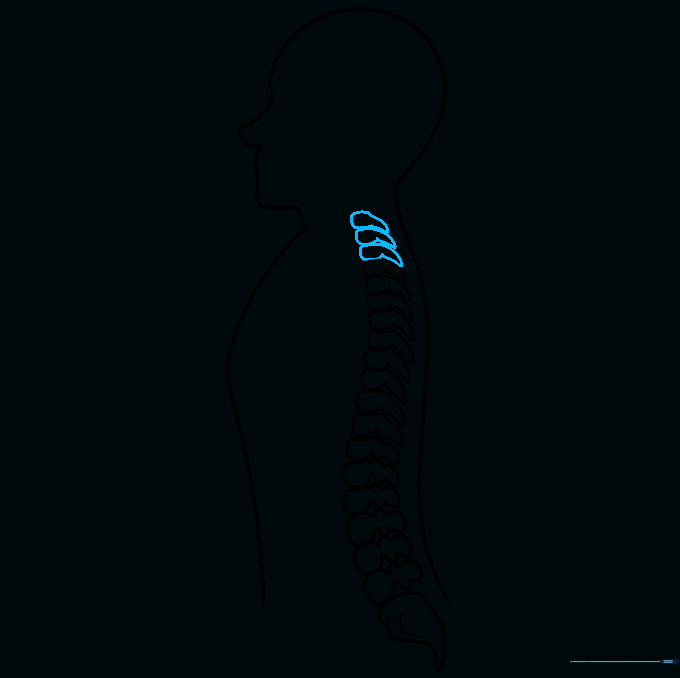 Drawing the final cervical vertebrae at the top of the spine near the neck.