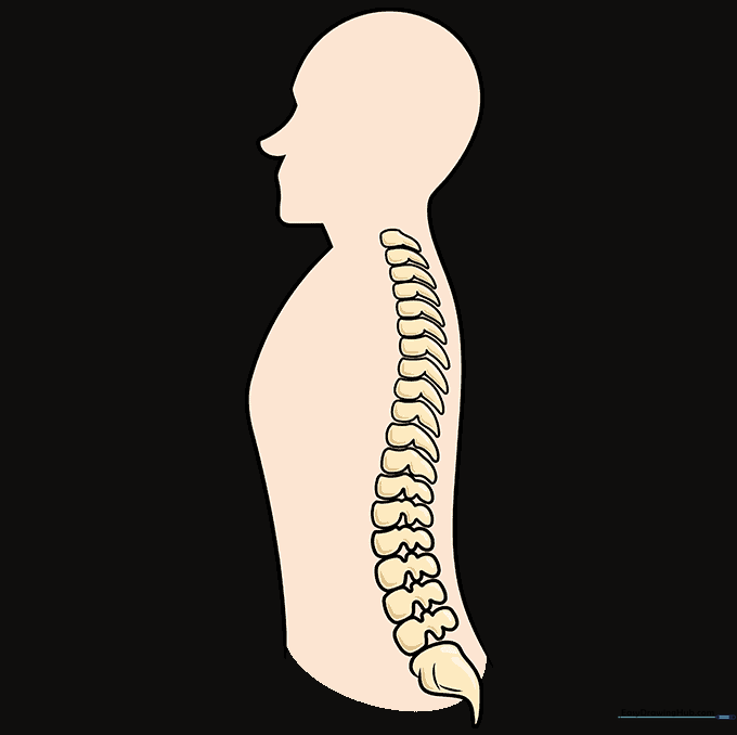 The completed, colored illustration of the human spine showing all vertebrae sections.