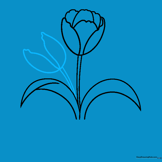Sketching a second tulip blossom with wavy, irregular petal shapes.