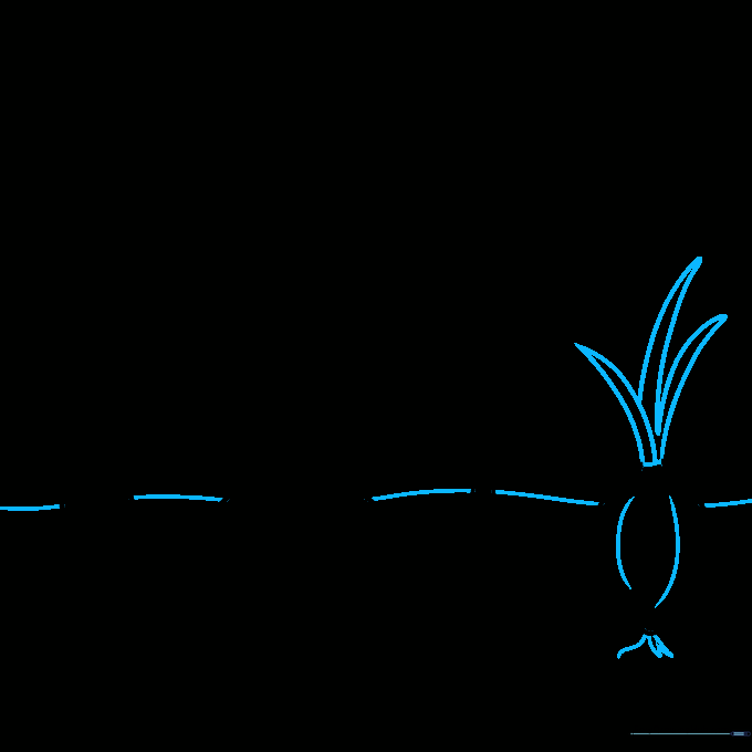 Adding final details like onion tops, root hairs, and background ground lines.