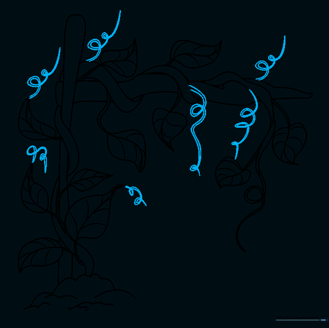 Multiple spiral tendrils added to the vine to show how it clings to the trellis.