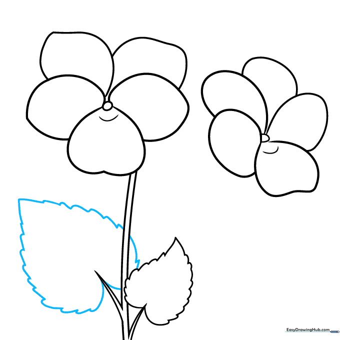 Drawing showing a second, larger serrated heart-shaped leaf added to the violet plant sketch.