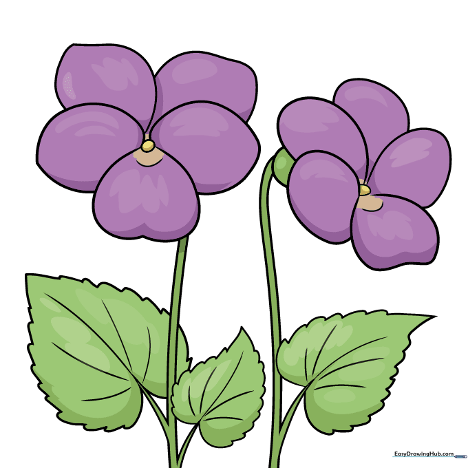 Final colored drawing of the violet flowers with purple petals and green leaves.
