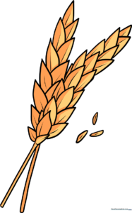 A complete, colored illustration of two stalks of golden wheat