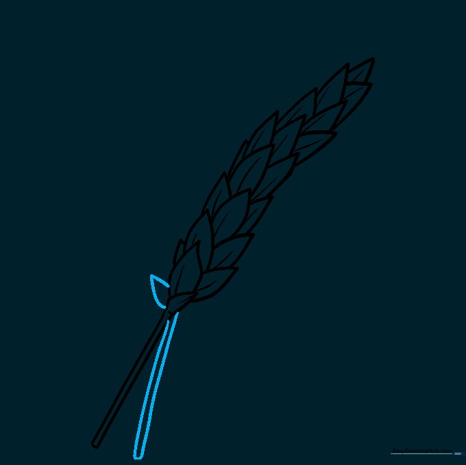Sketching a second wheat stalk partially behind the first