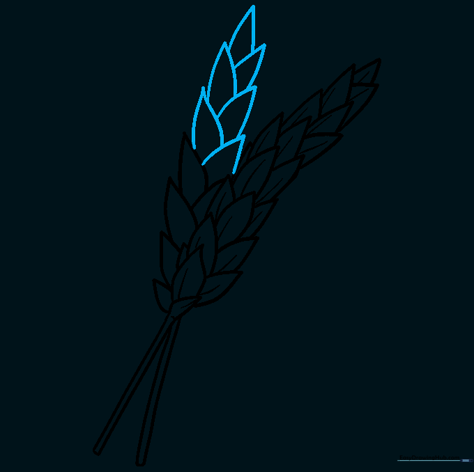 Filling in the second wheat spike with kernels