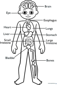 Educational human anatomy diagram for children featuring labeled organ outlines ready for coloring to teach basic biology.