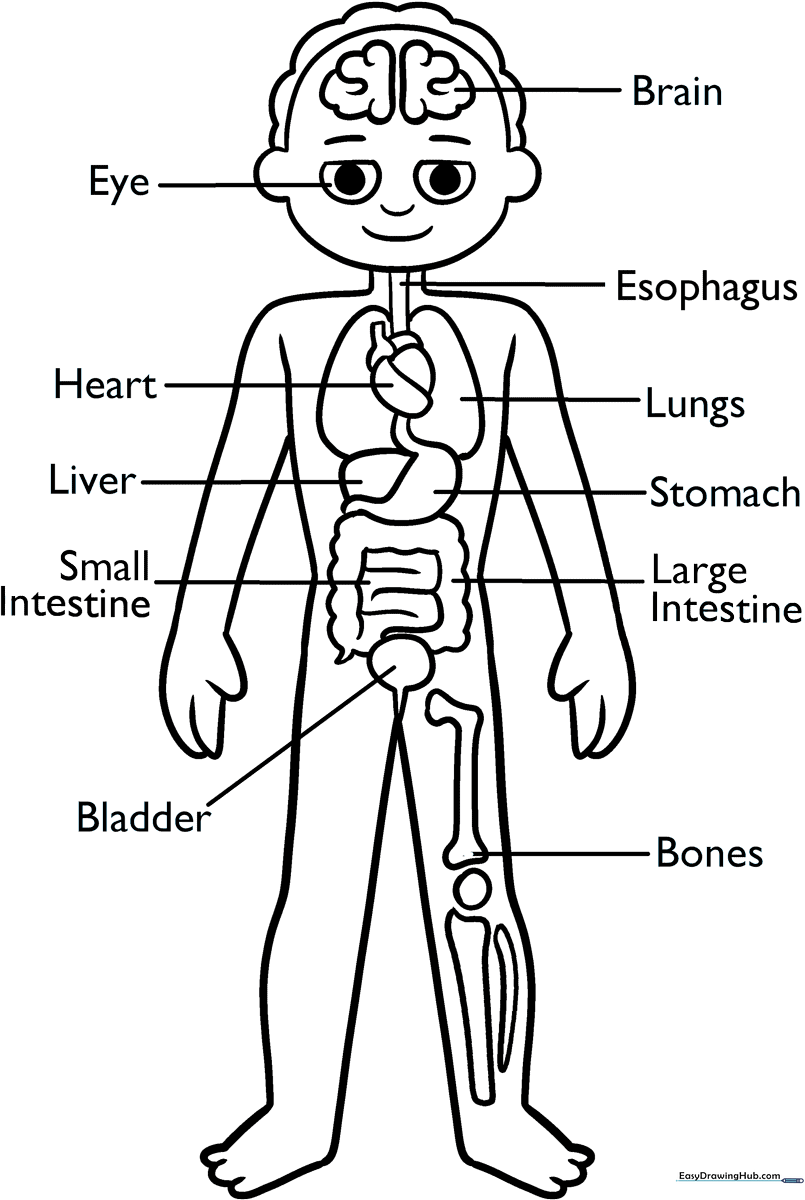 Educational human anatomy diagram for children featuring labeled organ outlines ready for coloring to teach basic biology.