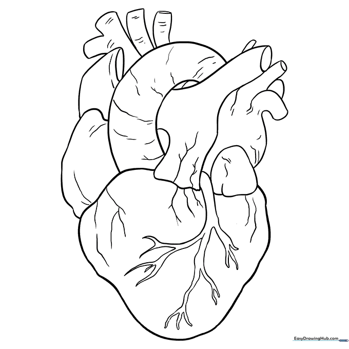 Human Heart Anatomy Sheet