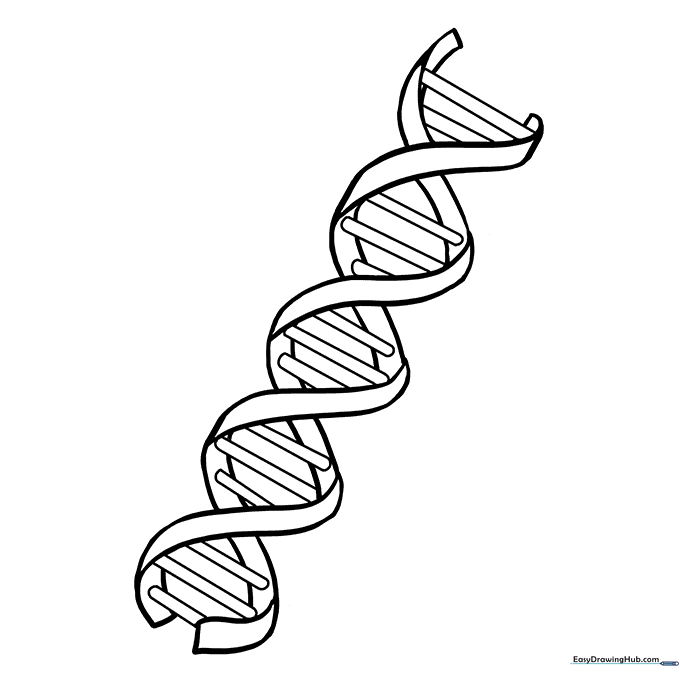DNA Helix Diagram