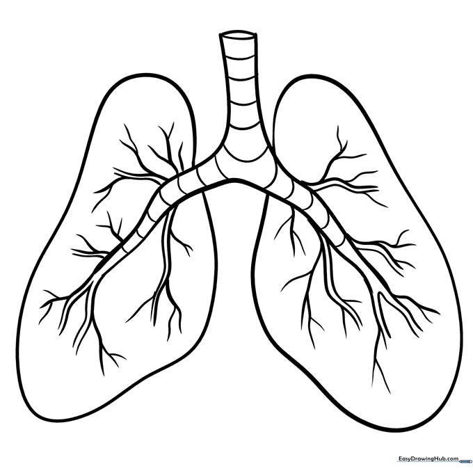 Lung Anatomy Sheet