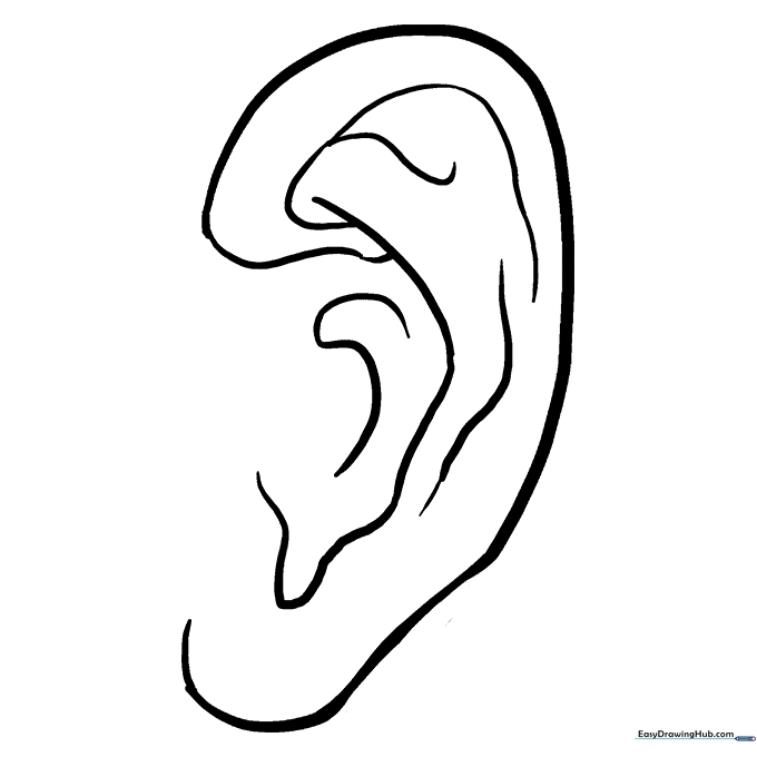 Ear Anatomy Sheet