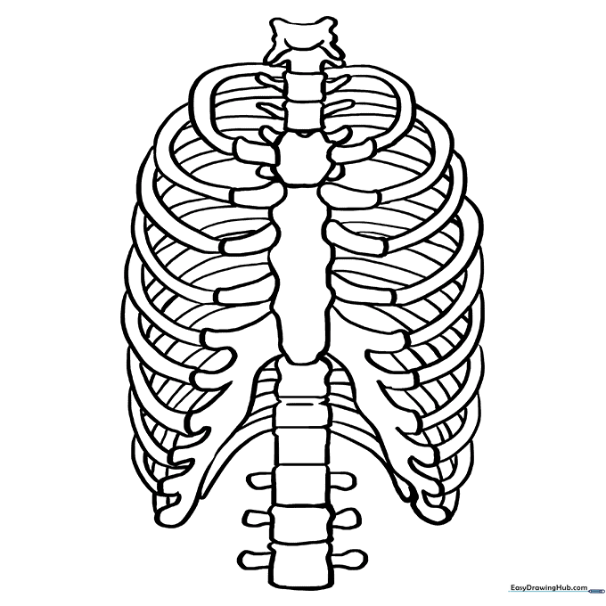 Rib Cage Anatomy Page