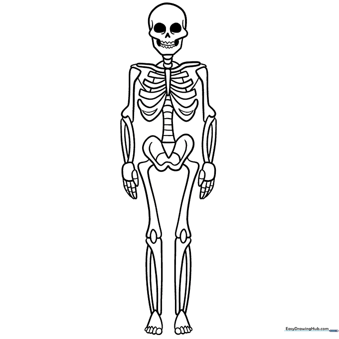 Skeleton Anatomy Sheet