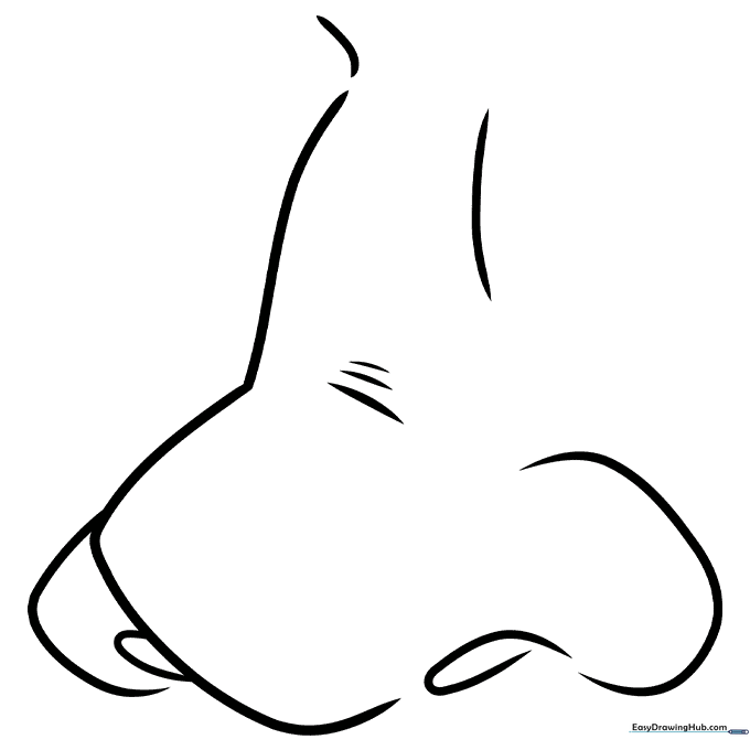 Cartoon Nose Study