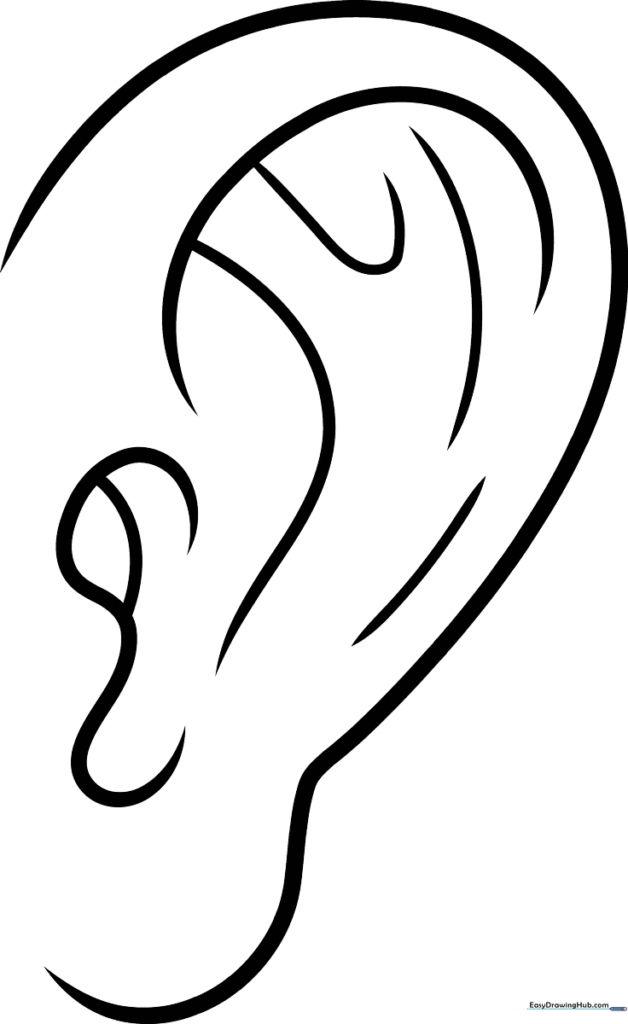 Ear Anatomy Study