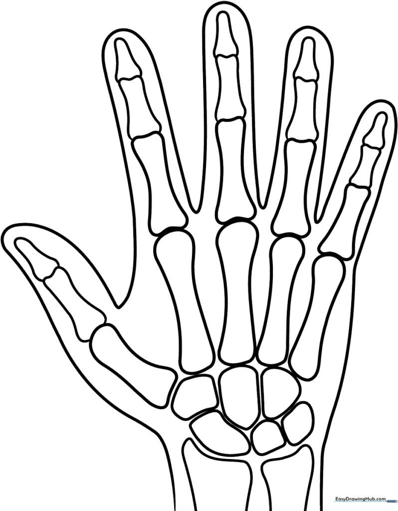 X-Ray Anatomy Sheet