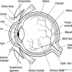 Detailed line art of a human eye diagram showing the iris, pupil, and sclera, designed for educational coloring and anatomy study.