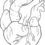 Detailed line art of a human heart showing the aorta, vena cava, and chambers, designed for educational coloring and anatomy study.