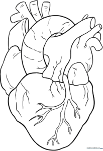 Detailed line art of a human heart showing the aorta, vena cava, and chambers, designed for educational coloring and anatomy study.