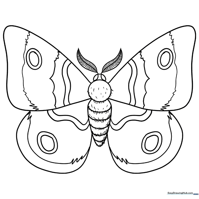 Moth Coloring Sheet