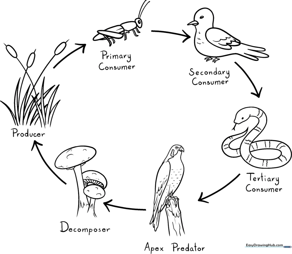 Food Chain Coloring Sheet