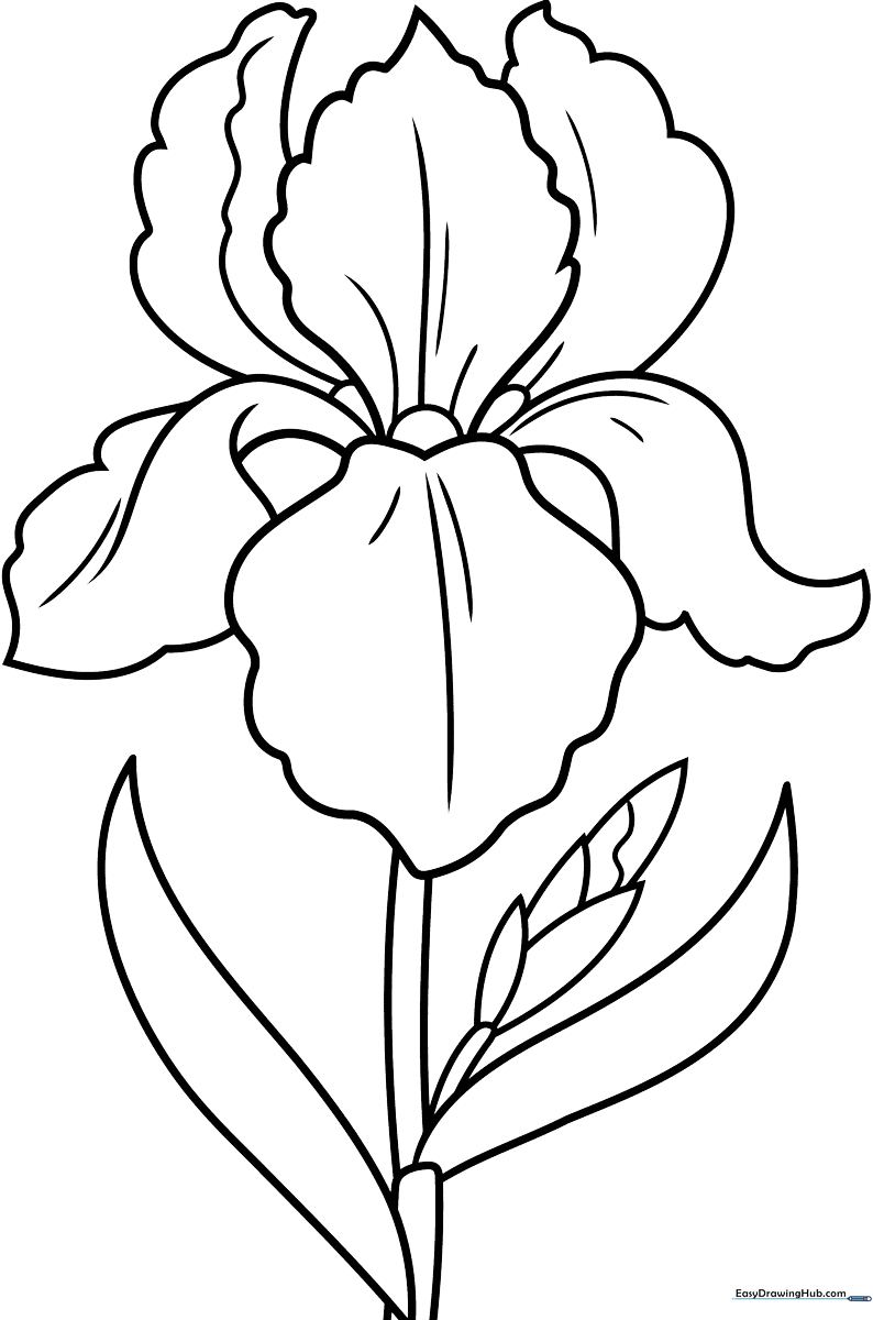 Black and white line art of an iris flower with distinct petals and a tall stem, designed as a coloring activity for children.