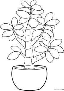 Detailed line art of a potted Jade Plant with thick, rounded leaves, ready for coloring in a classroom or home setting.