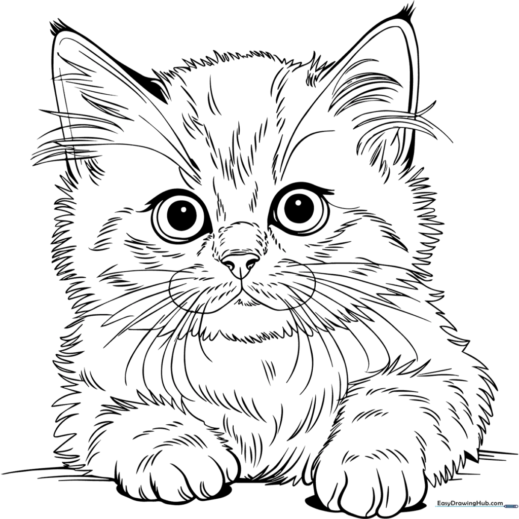 Fluffy Ragdoll Kitten