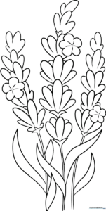 Black and white line art of a lavender sprig with small oval buds and slender leaves, designed for children to color.