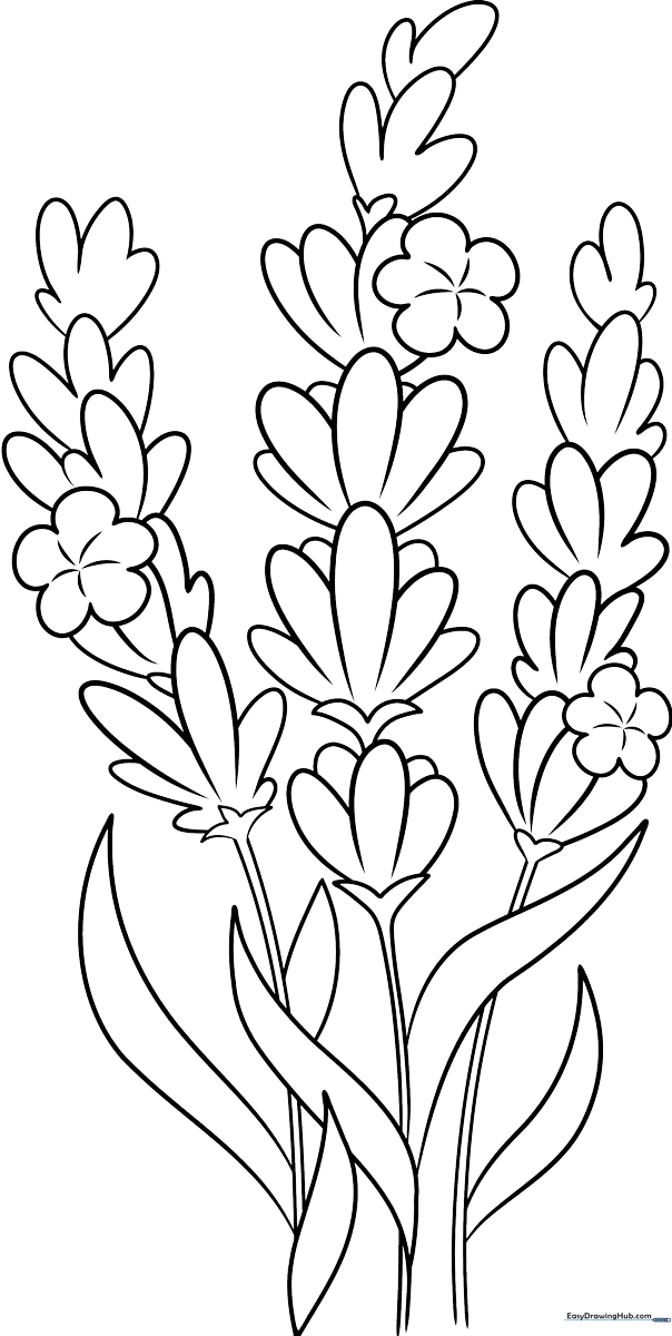 Black and white line art of a lavender sprig with small oval buds and slender leaves, designed for children to color.