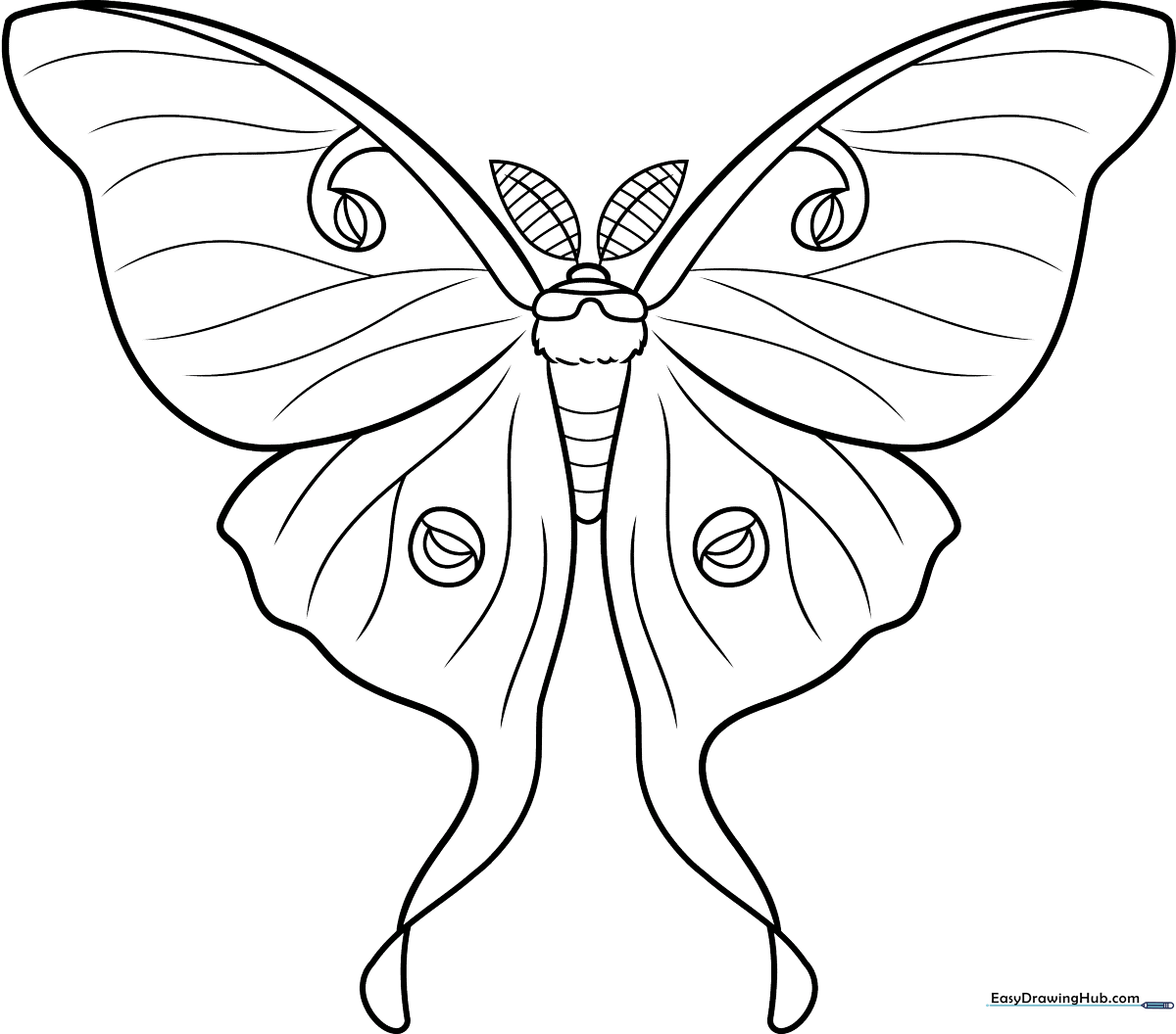 Black and white line art of a Luna Moth with large, elegant wings and detailed antennae, ready for coloring.