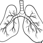 Simple line art illustration of human lungs with clear outlines, designed for children to color as an anatomy learning activity.