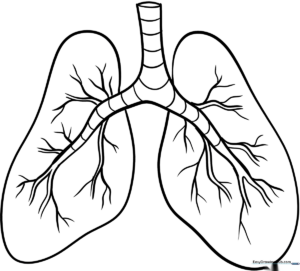 Simple line art illustration of human lungs with clear outlines, designed for children to color as an anatomy learning activity.