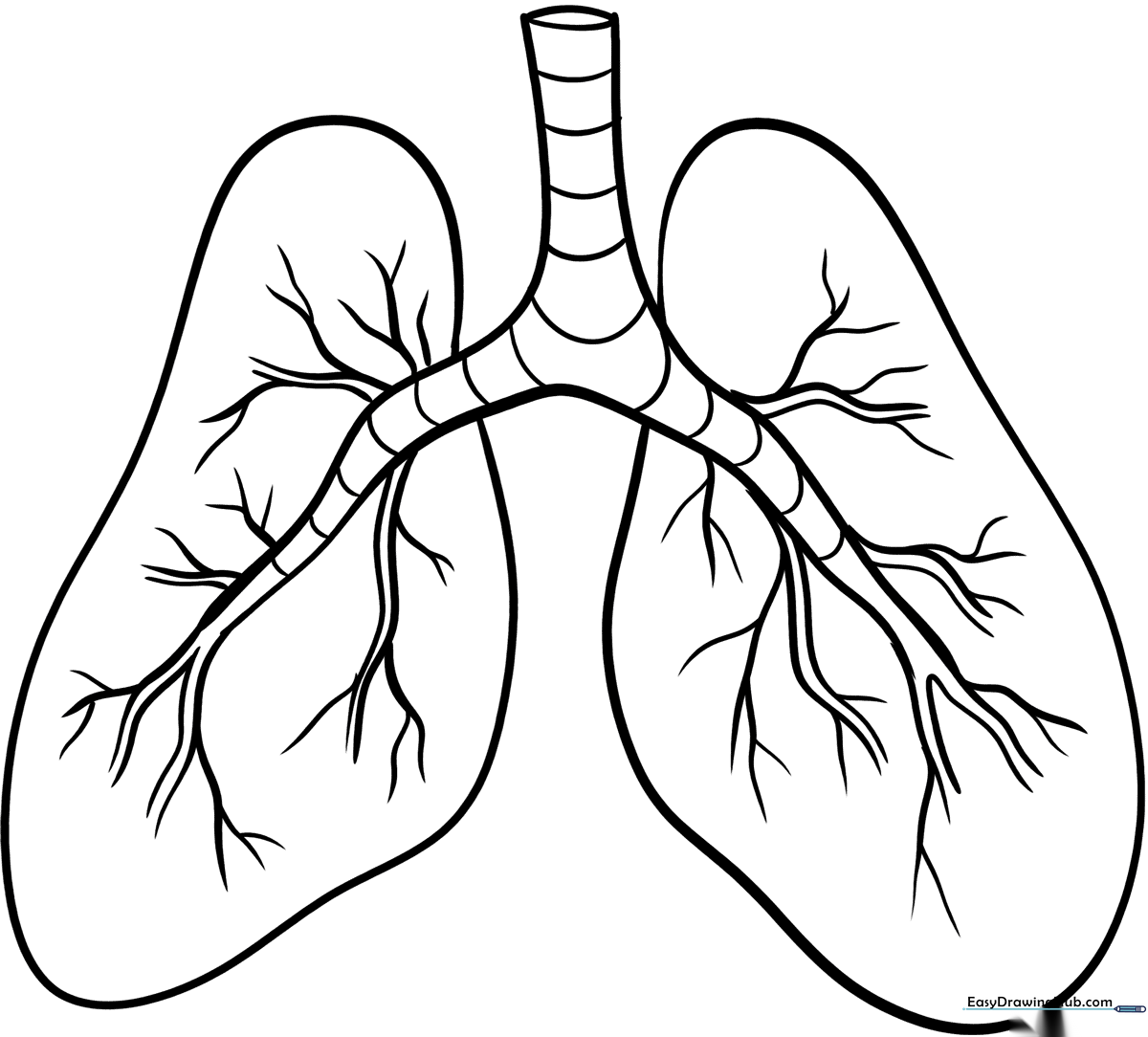 Simple line art illustration of human lungs with clear outlines, designed for children to color as an anatomy learning activity.