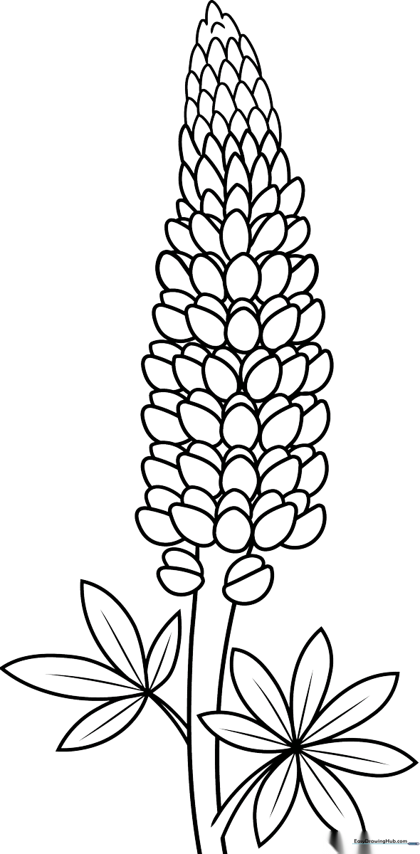 Black and white line art of a tall lupine flower with distinct, pea-shaped blossoms stacked along a central stem, ready for coloring.