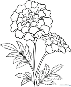 A clean, black-and-white line art illustration of a blooming marigold flower with layered petals and a sturdy stem, designed for children to color.