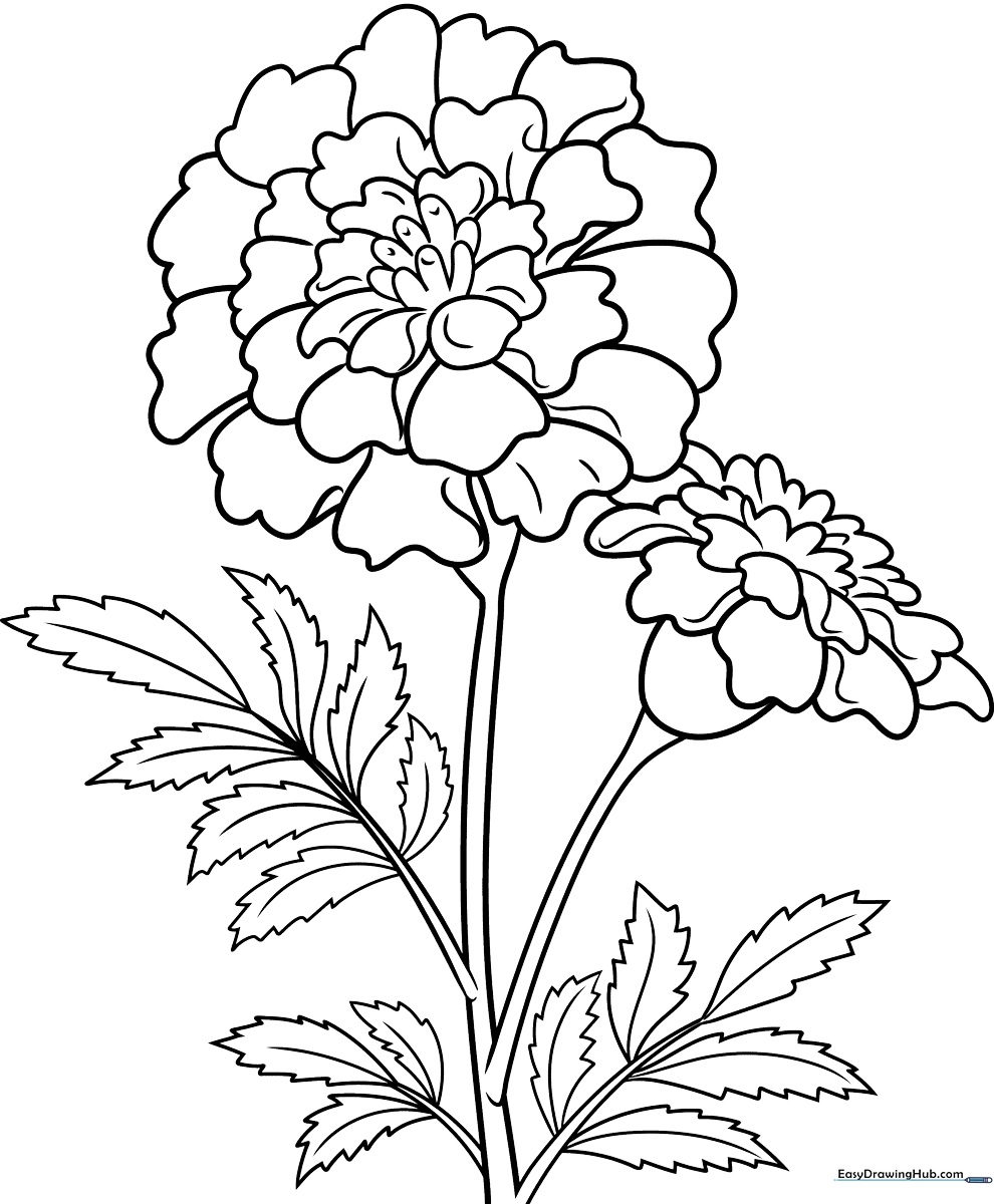 A clean, black-and-white line art illustration of a blooming marigold flower with layered petals and a sturdy stem, designed for children to color.