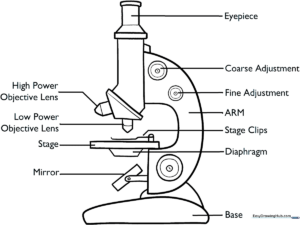 Black and white line art of a compound microscope with labeled parts, designed for educational coloring and biology study.