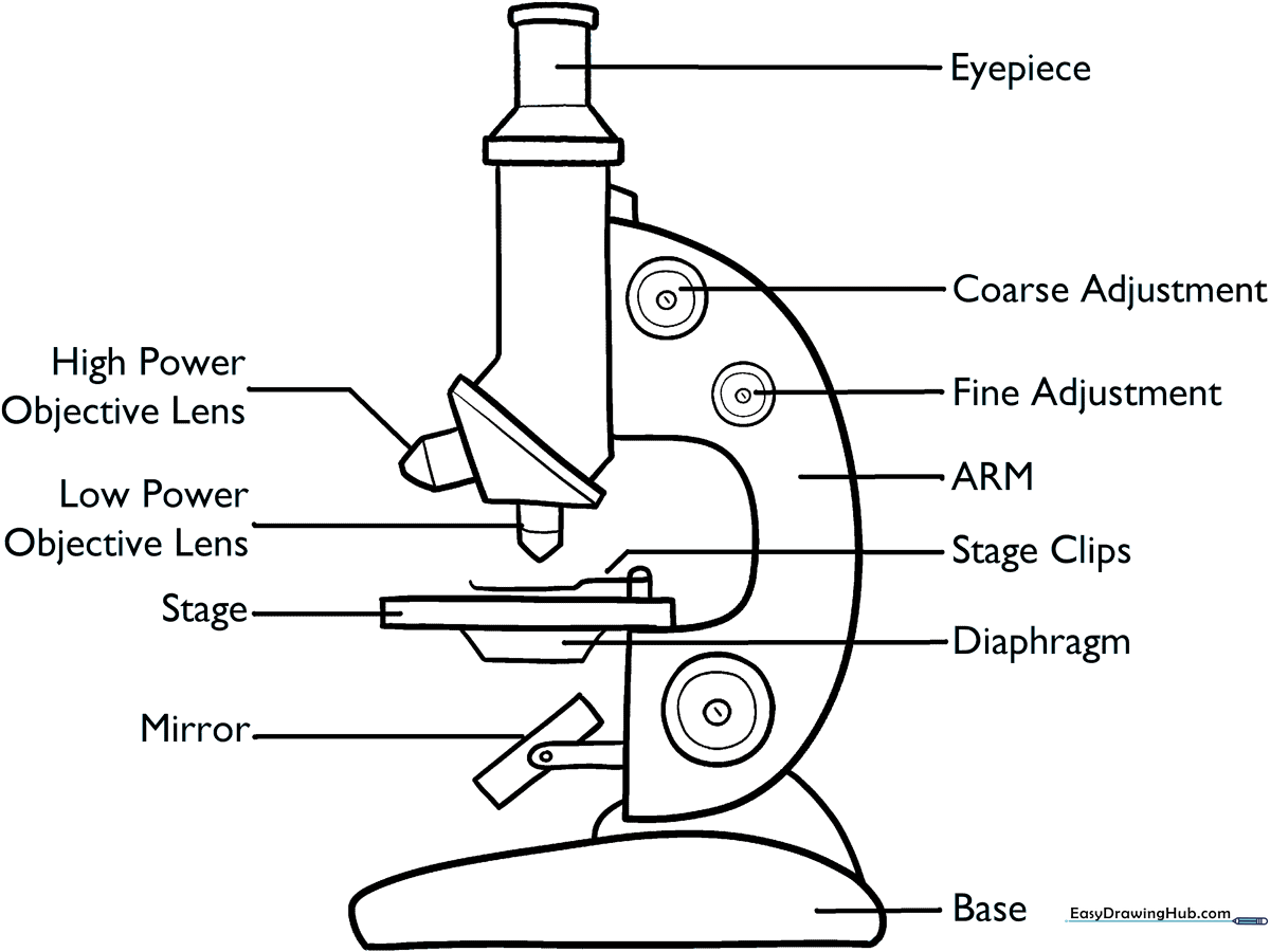 Black and white line art of a compound microscope with labeled parts, designed for educational coloring and biology study.