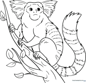 Detailed coloring page of a common marmoset featuring distinct ear tufts and facial markings for children to color.