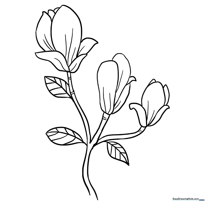 Magnolia Flowers