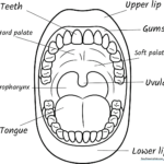 Educational diagram of the human mouth showing teeth, tongue, and palate, designed as a clear line-art coloring page for science students.