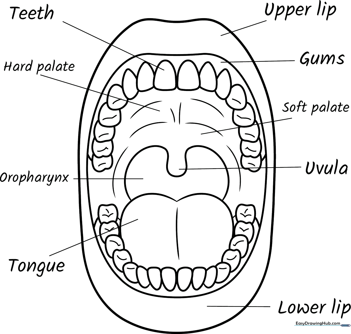 Educational diagram of the human mouth showing teeth, tongue, and palate, designed as a clear line-art coloring page for science students.